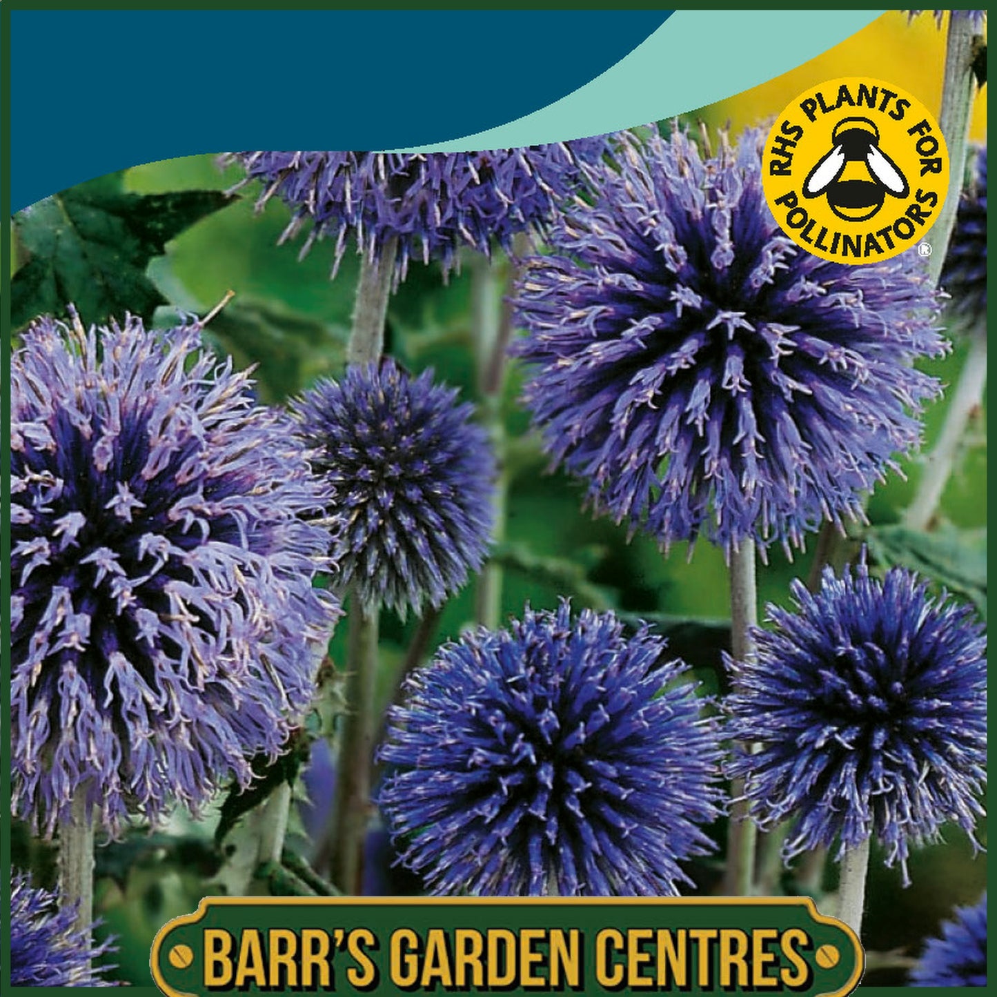 Johnsons - Globe Thistle - Echinops - 50 Seeds