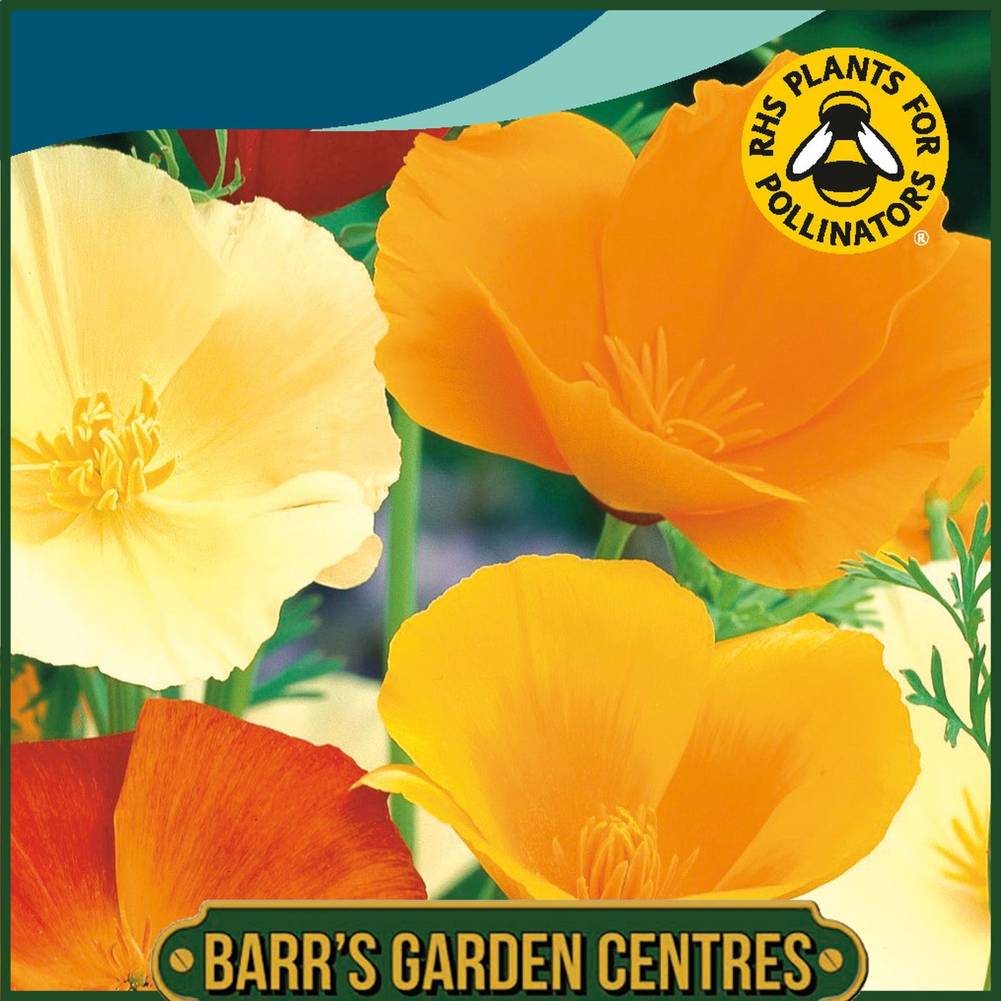 Johnsons - California Poppy Single Mix - 500 Seeds