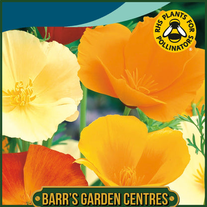 Johnsons - California Poppy Single Mix - 500 Seeds