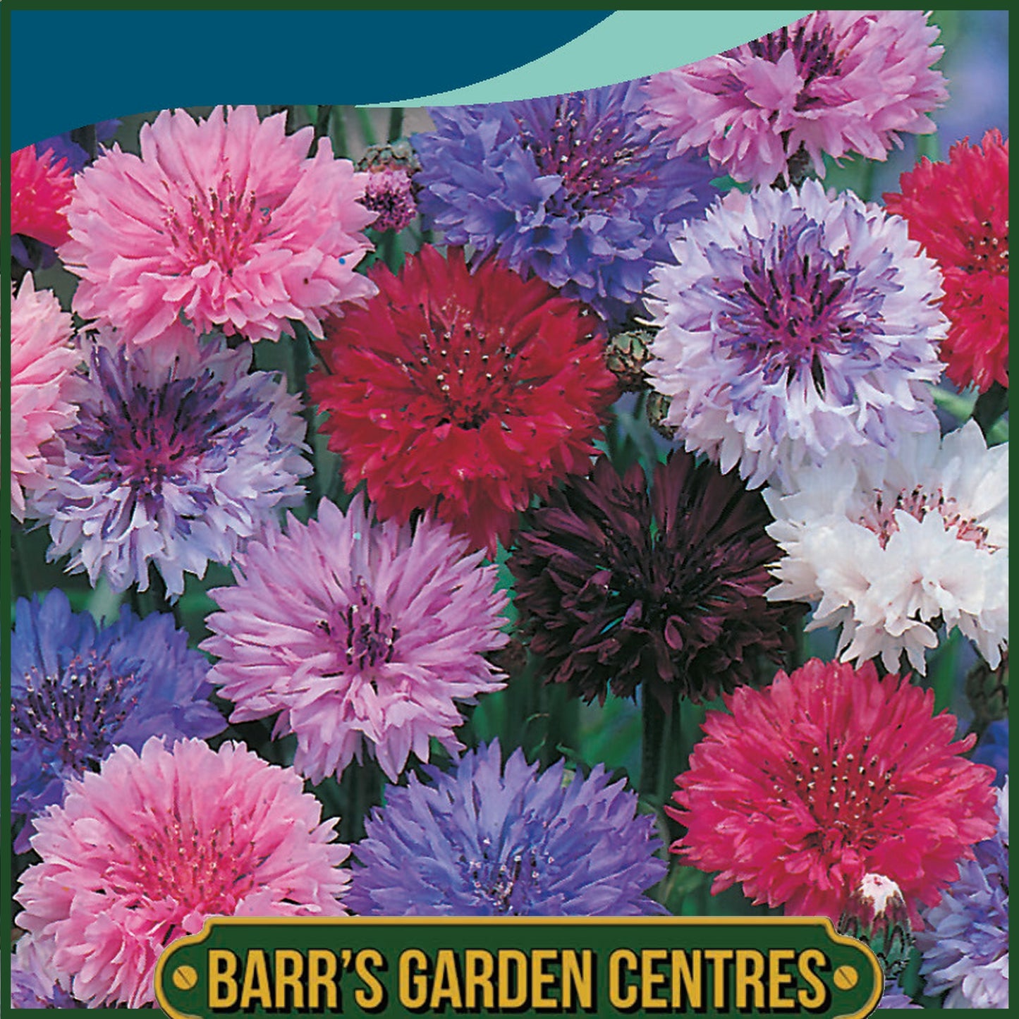 Johnsons - Cornflower Double Mix - 300 Seeds