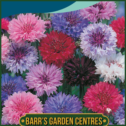 Johnsons - Cornflower Double Mix - 300 Seeds