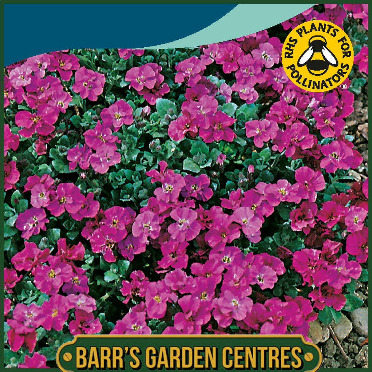 Johnsons - Aubrieta Red King - 200 Seeds