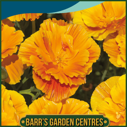 Johnsons - California Poppy Lady Marmalade - 300 Seeds