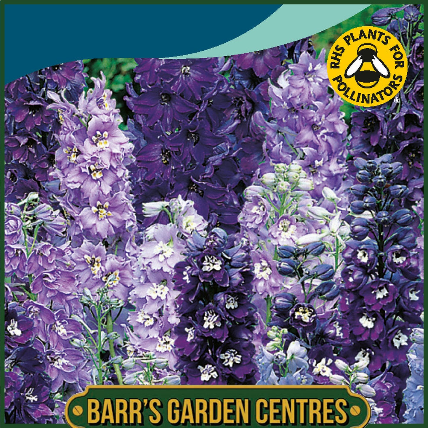 Johnsons - Delphinium Magic Fountains the Blues - 40 Seeds