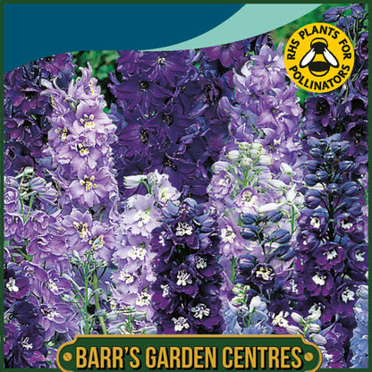 Johnsons - Delphinium Magic Fountains the Blues - 40 Seeds