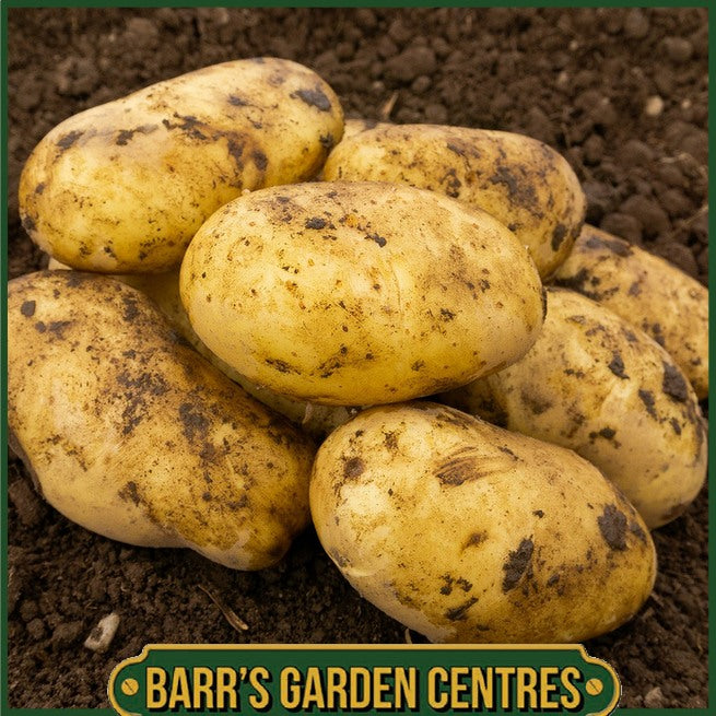 Pentland Dell Potatoes 2KG