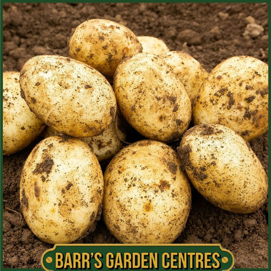 Winston Potatoes 2KG