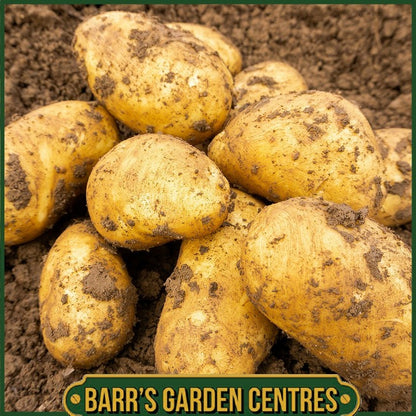 Charlotte Potatoes 2KG