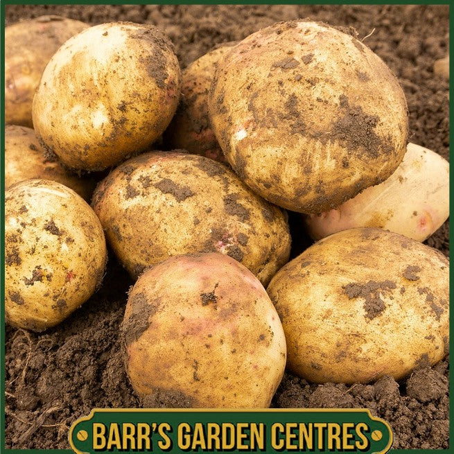 Cara Potatoes 2KG