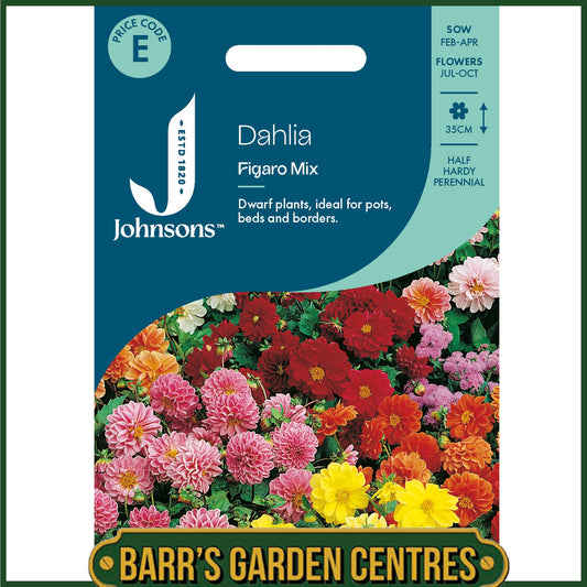 Johnsons - Dahlia Figaro Mix - 40 Seeds