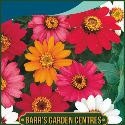 Johnsons - Zinnia Pinwheel - 100 Seeds