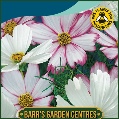 Johnsons - Cosmos Peppermint Rock - 100 Seeds