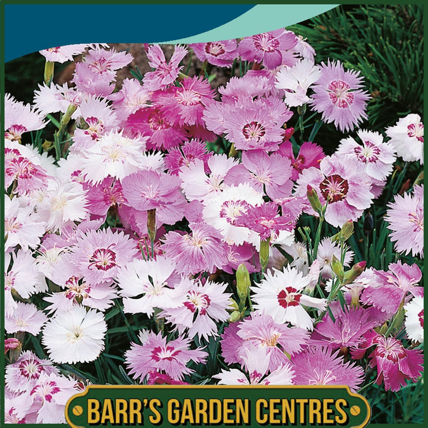 Johnsons - Dianthus Sweetness - 75 Seeds