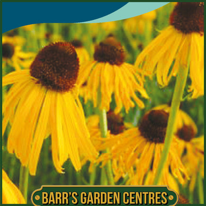 Johnsons - Echinacea Paradoxa - 20 Seeds