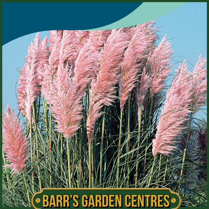 Johnsons - Grass Pampas Pink - 75 Seeds