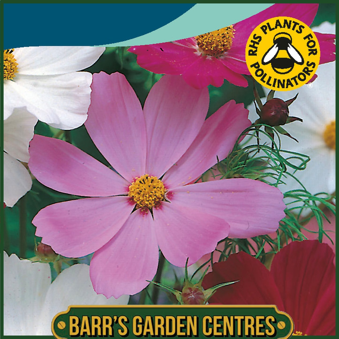 Johnsons - Cosmos Sensation Mix - 200 Seeds