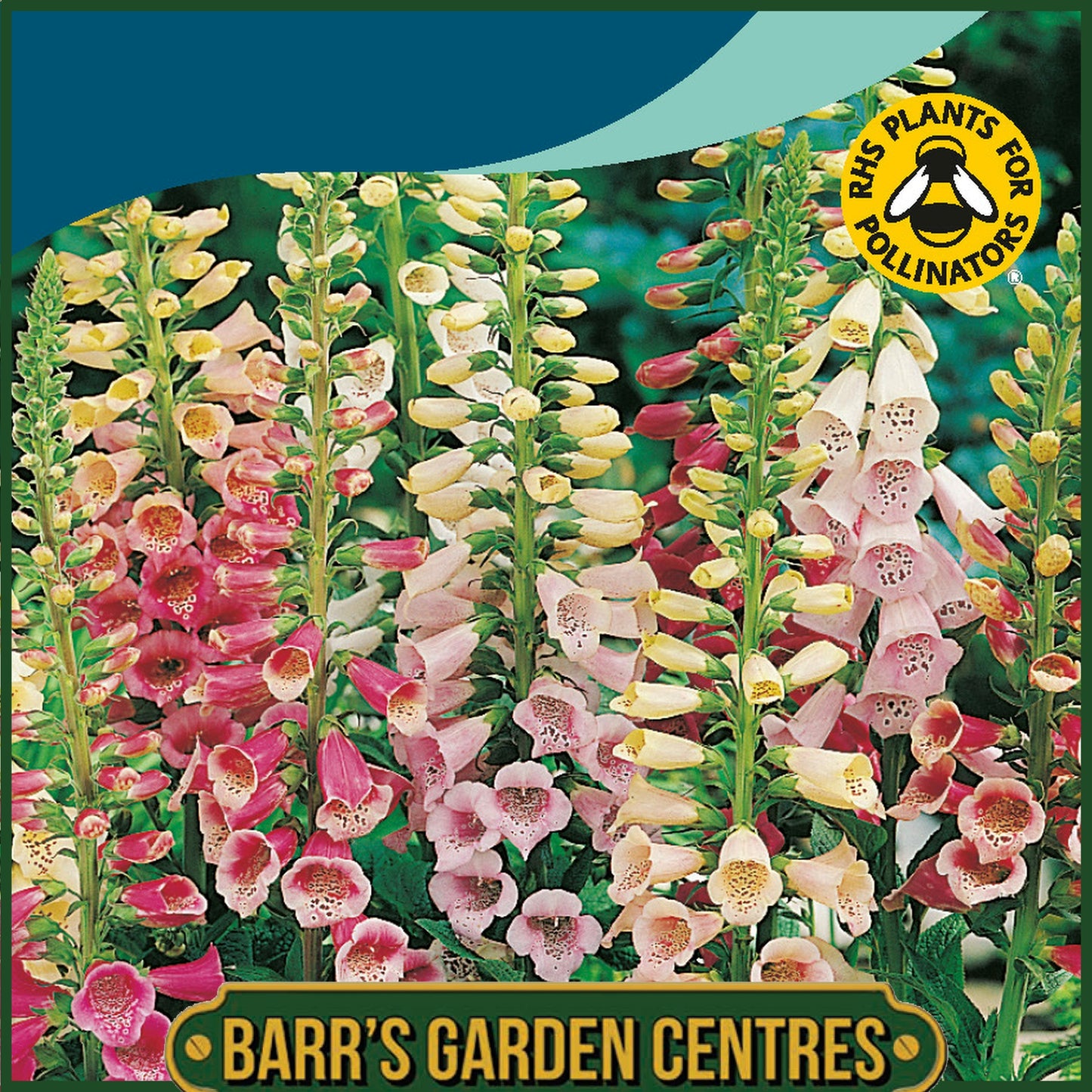 Johnsons - Foxglove Excelsior Mix - 2500 Seeds