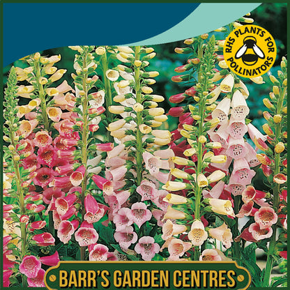 Johnsons - Foxglove Excelsior Mix - 2500 Seeds