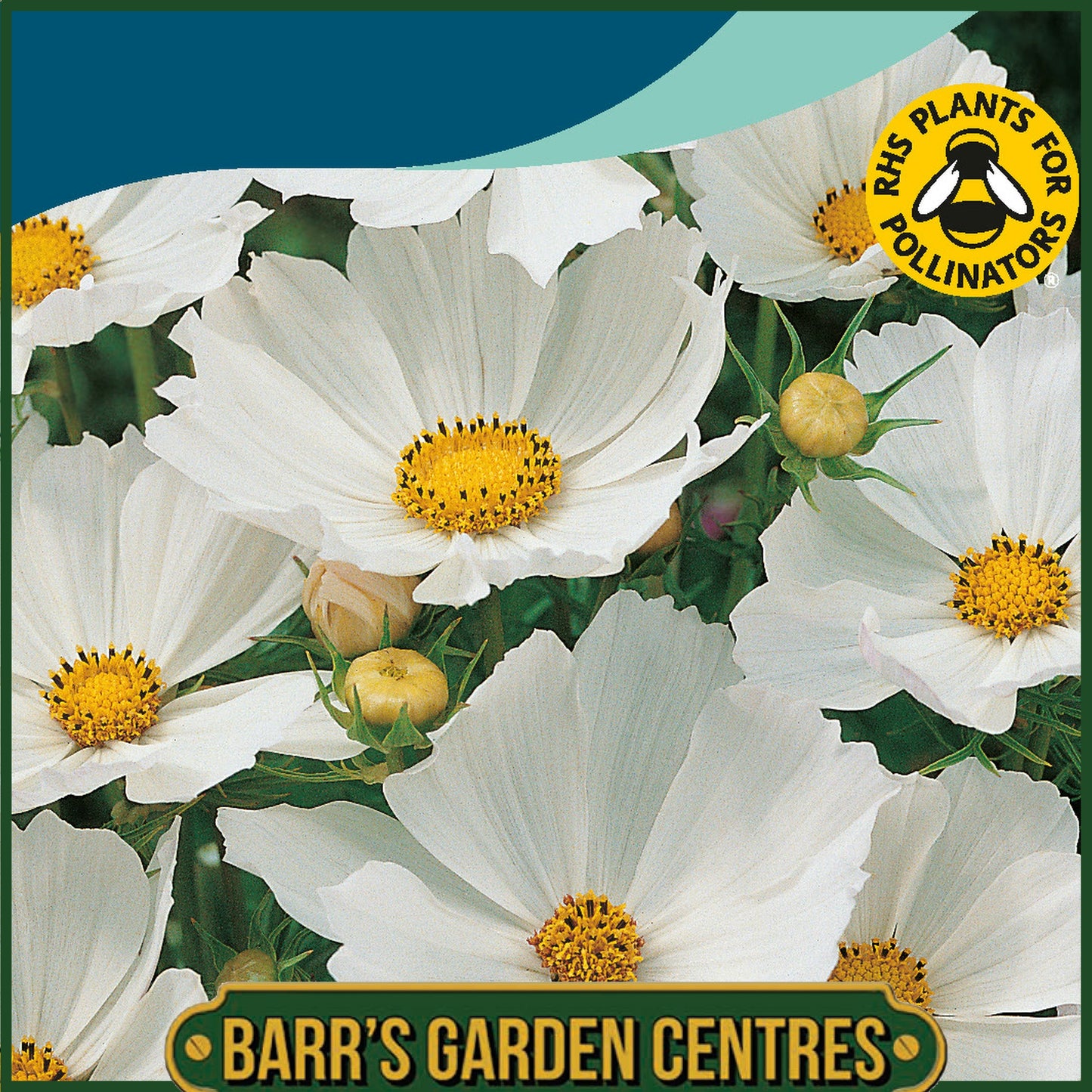 Johnsons - Cosmos Gazebo White - 75 Seeds