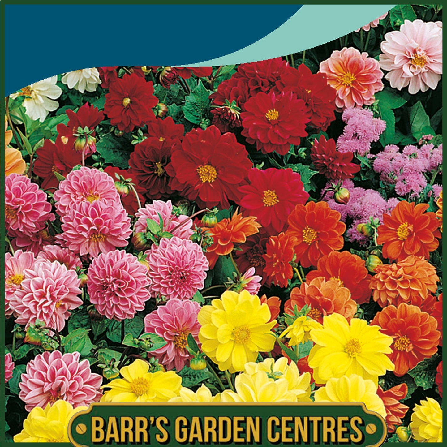 Johnsons - Dahlia Figaro Mix - 40 Seeds