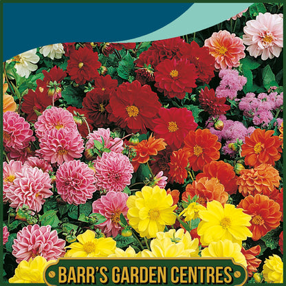 Johnsons - Dahlia Figaro Mix - 40 Seeds