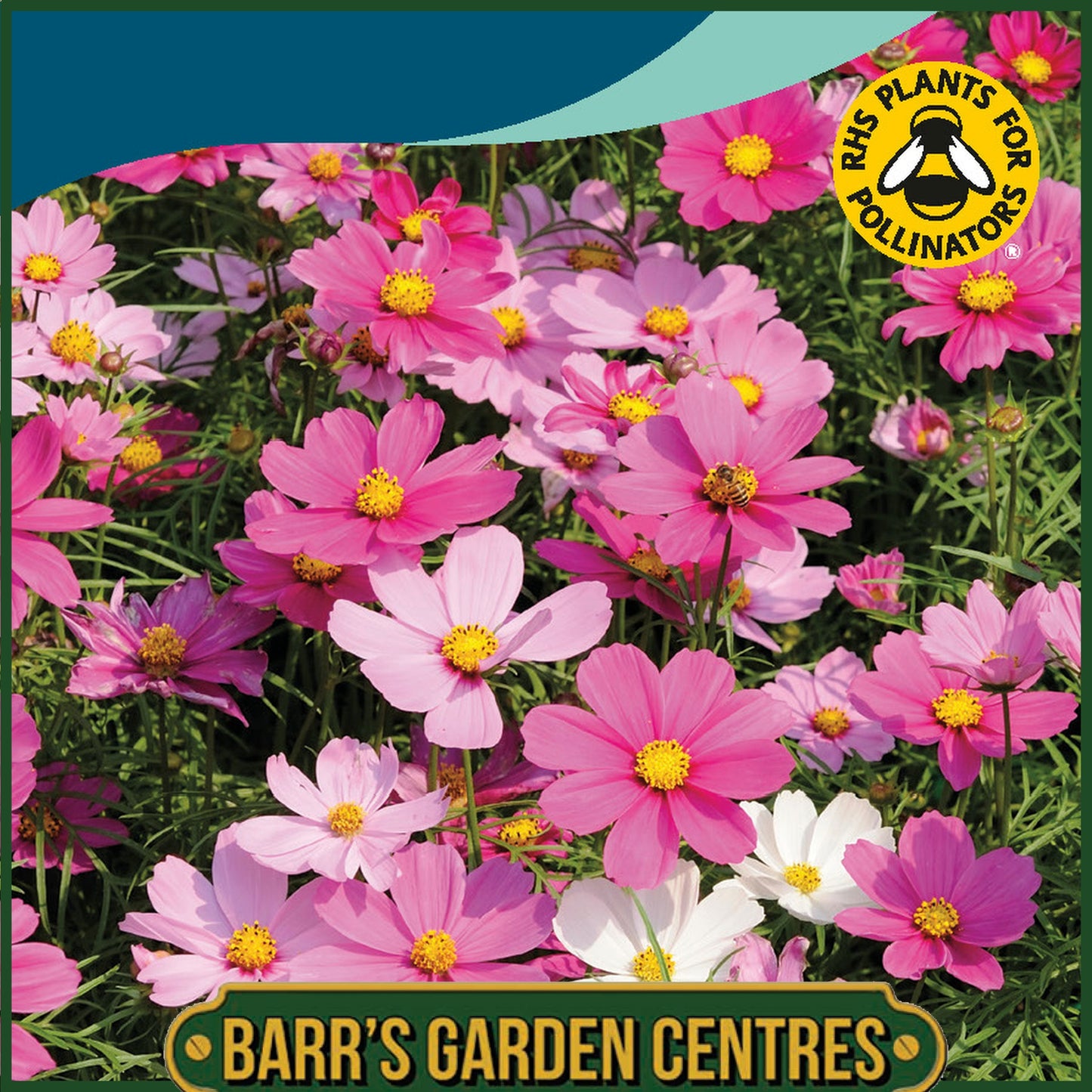Johnsons - Cosmos Dwarf Sensation Mix - 100 Seeds