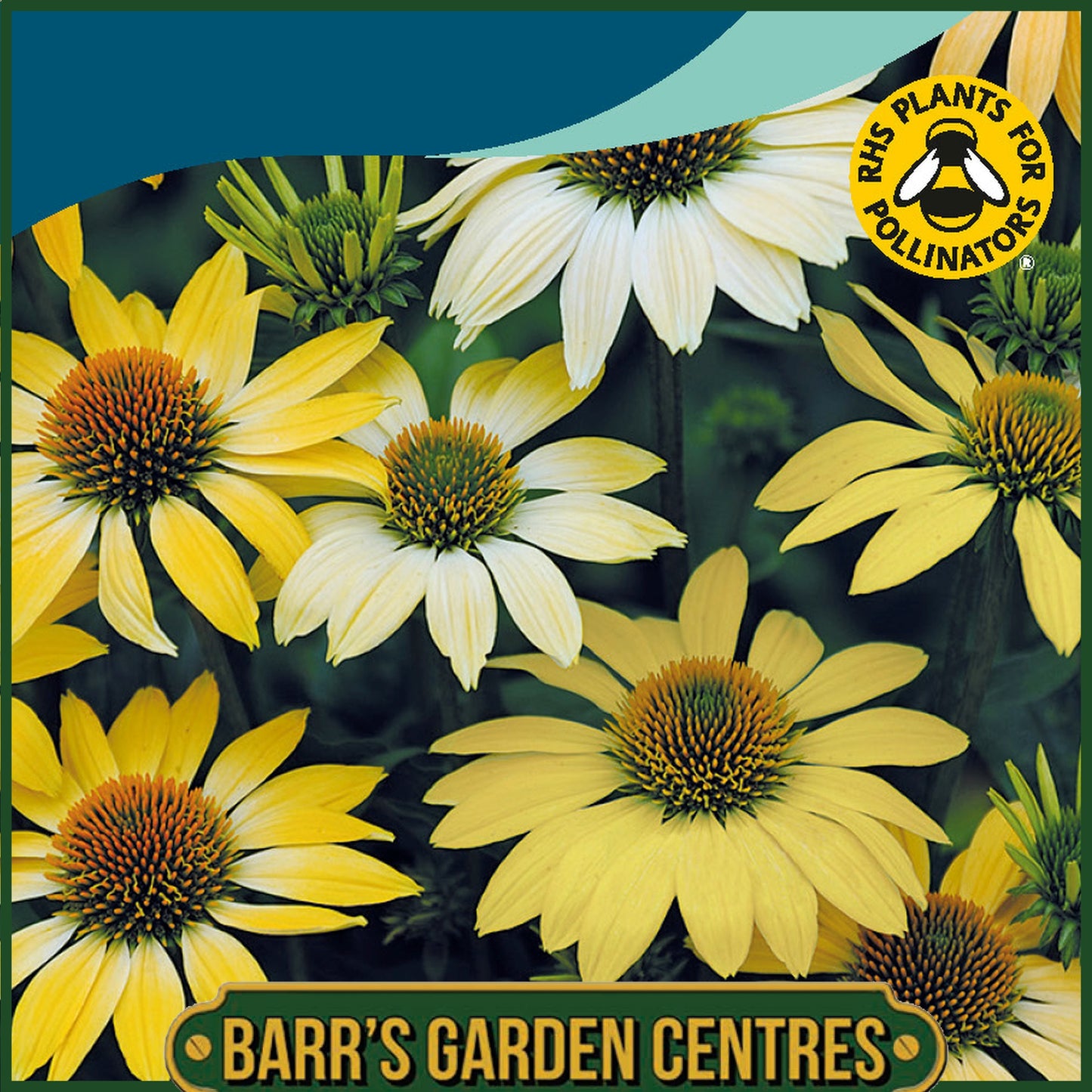 Johnsons - Echinacea Mellow Yellows - 10 Seeds