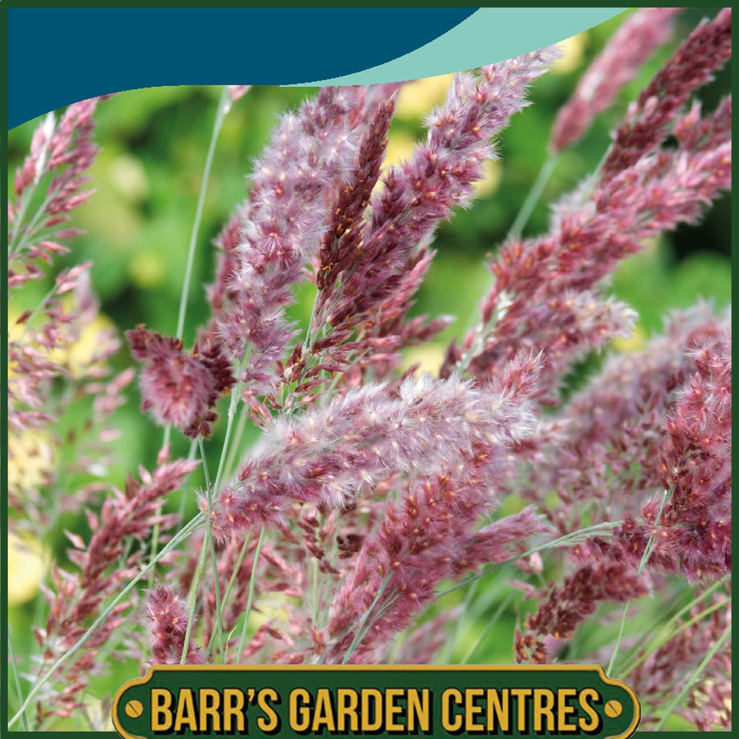 Johnsons - Grass Melinis Karoo Queen - 30 Seeds