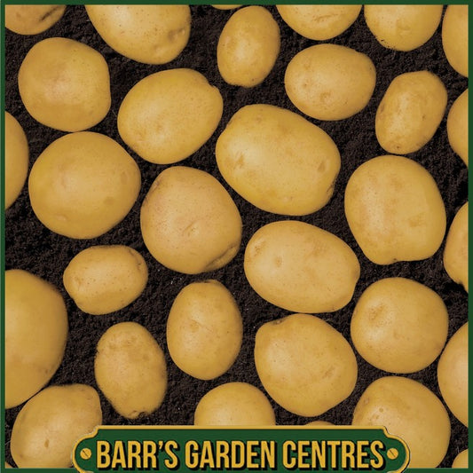 Albert Bartlett Elfe Potatoes 2KG