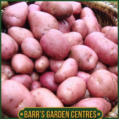 Albert Bartlett Rooster Potatoes 2KG