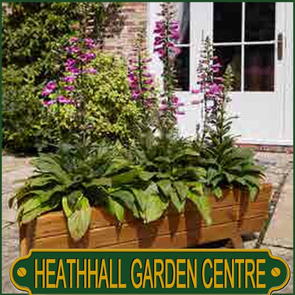 Tom Chambers Rosemoor Trough Planter