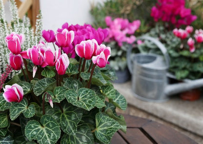 Barr's Garden Centres Gift Card