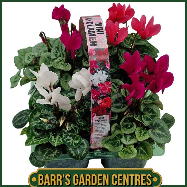 4 Pack Mini Cyclamen