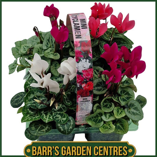 4 Pack Mini Cyclamen