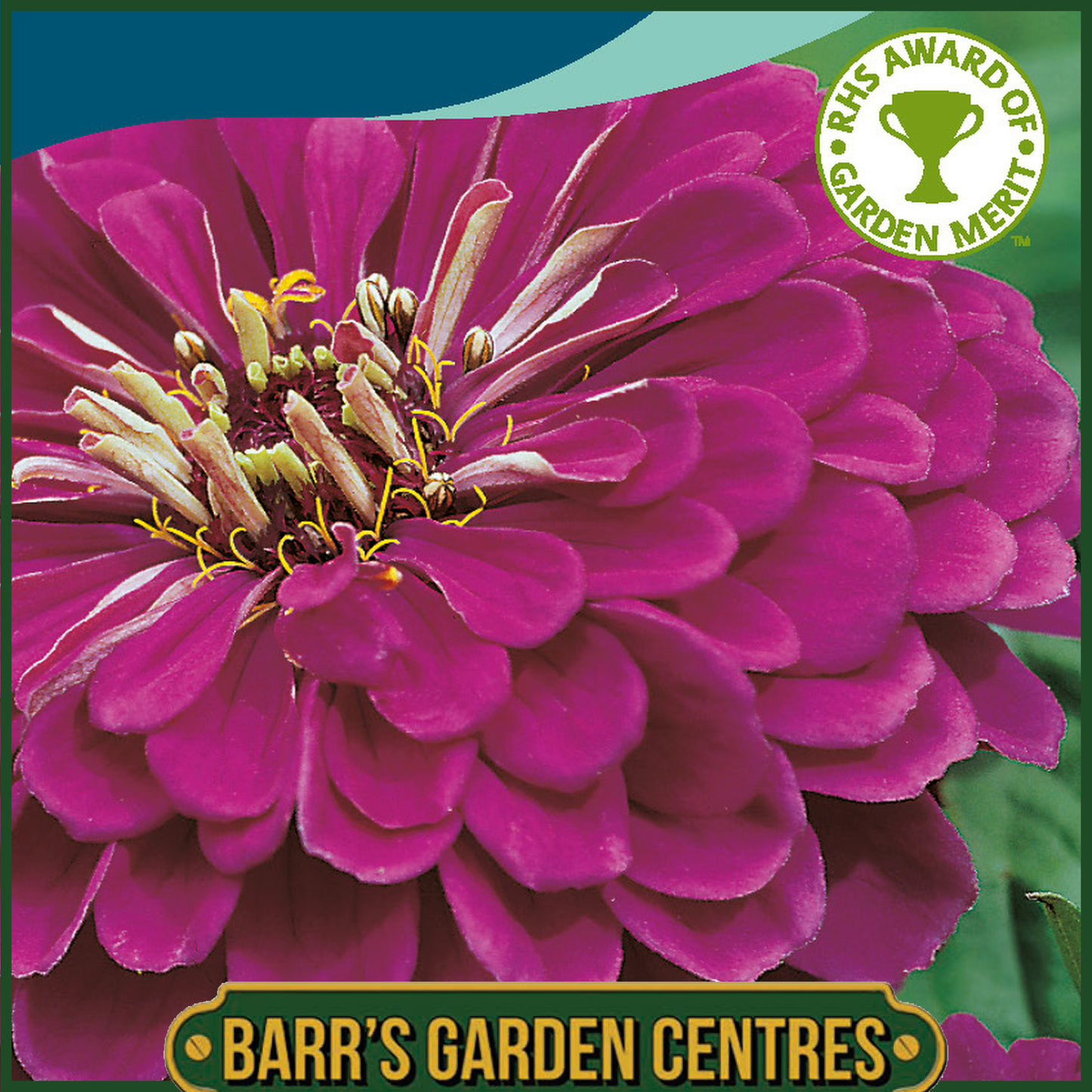 Johnsons - Zinnia Purple Prince - 100 Seeds