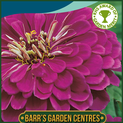 Johnsons - Zinnia Purple Prince - 100 Seeds