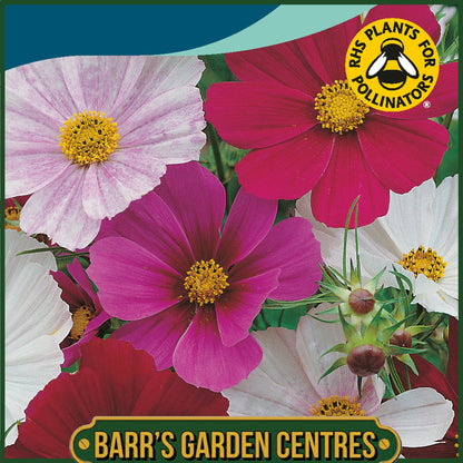 Johnsons - Cosmos Tetra Versailles Mix - 100 Seeds