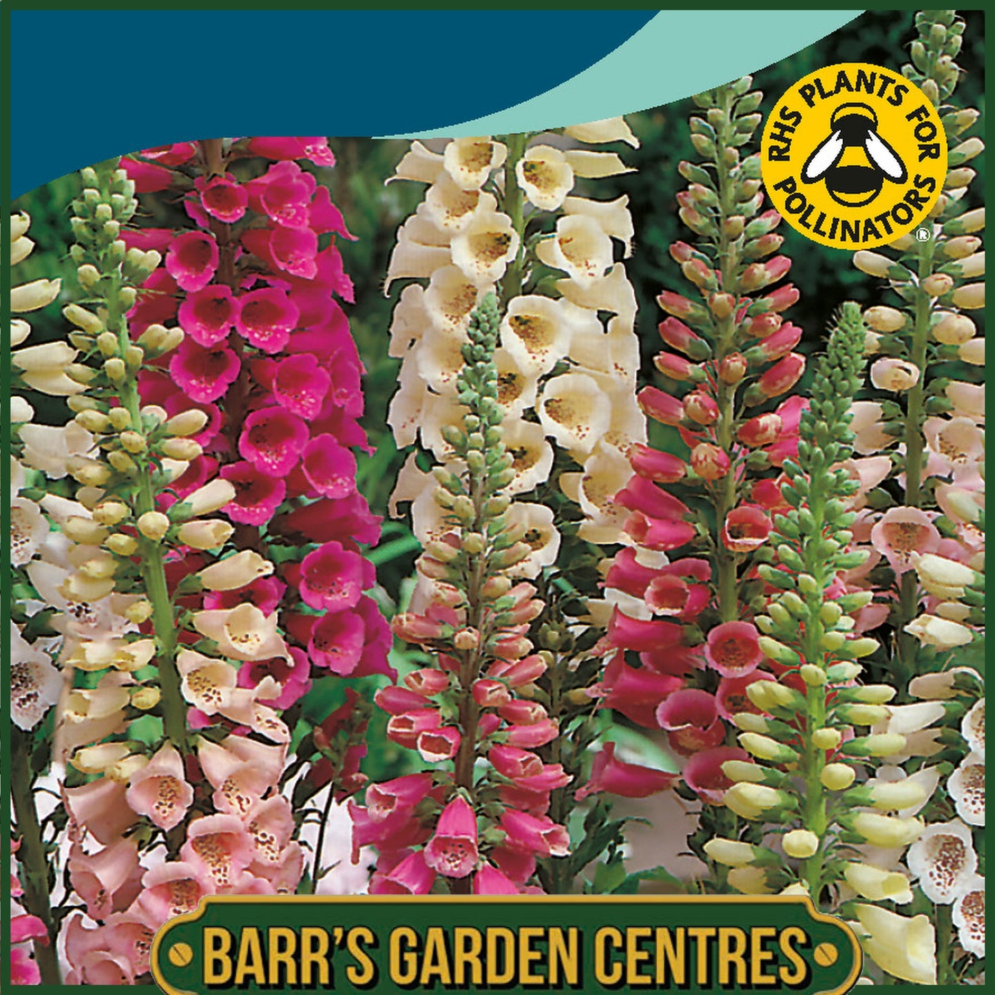 Johnsons - Foxglove Foxy Mix - 1000 Seeds