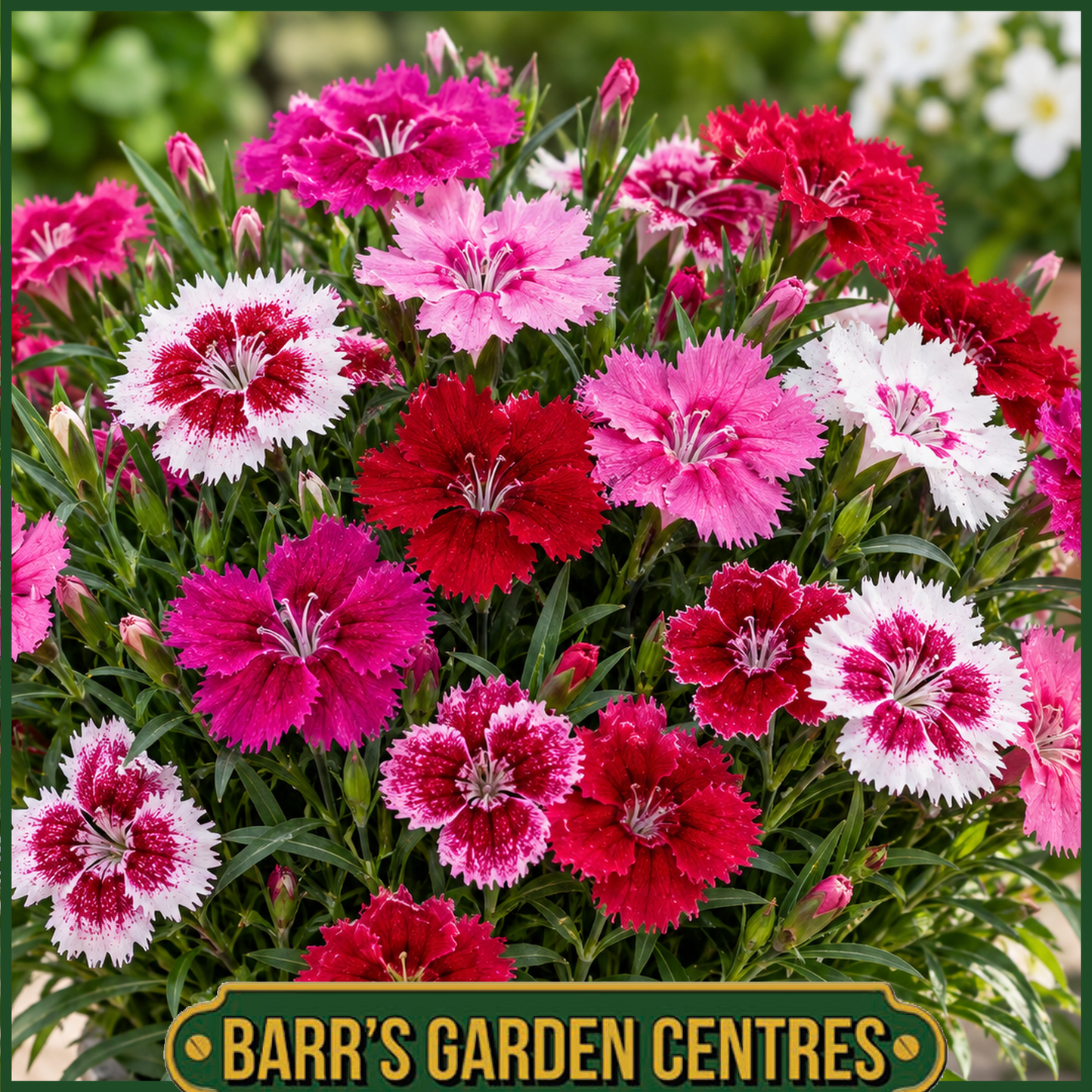 Dianthus mix 6 pack