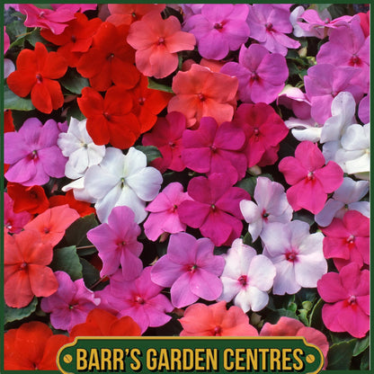 IMPATIENS MIX 6 PACK