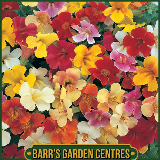 MIMULUS MIX 20 PACK