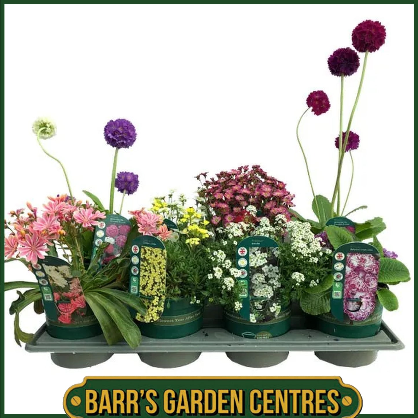 Nurseryman's Selection of Alpines in 1 litre pots
