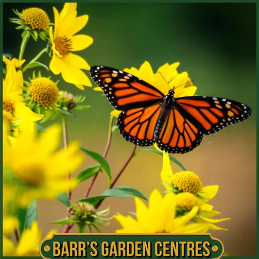 Barr's Garden Centres Gift Card