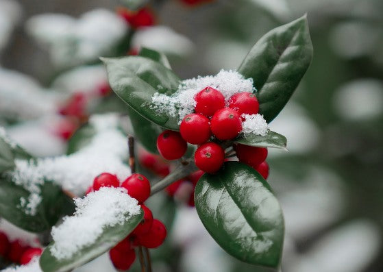 Barr's Garden Centres Gift Card