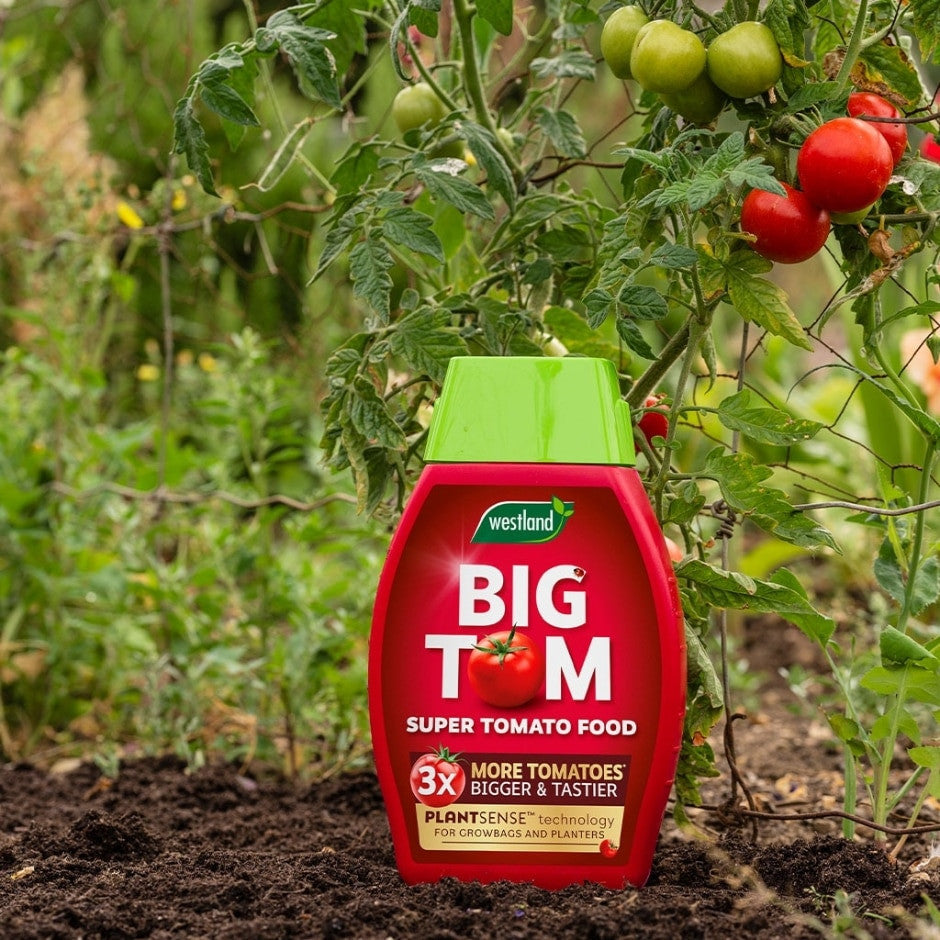 Westland Big Tom Super Tomato Food 1L + 25% Extra Free