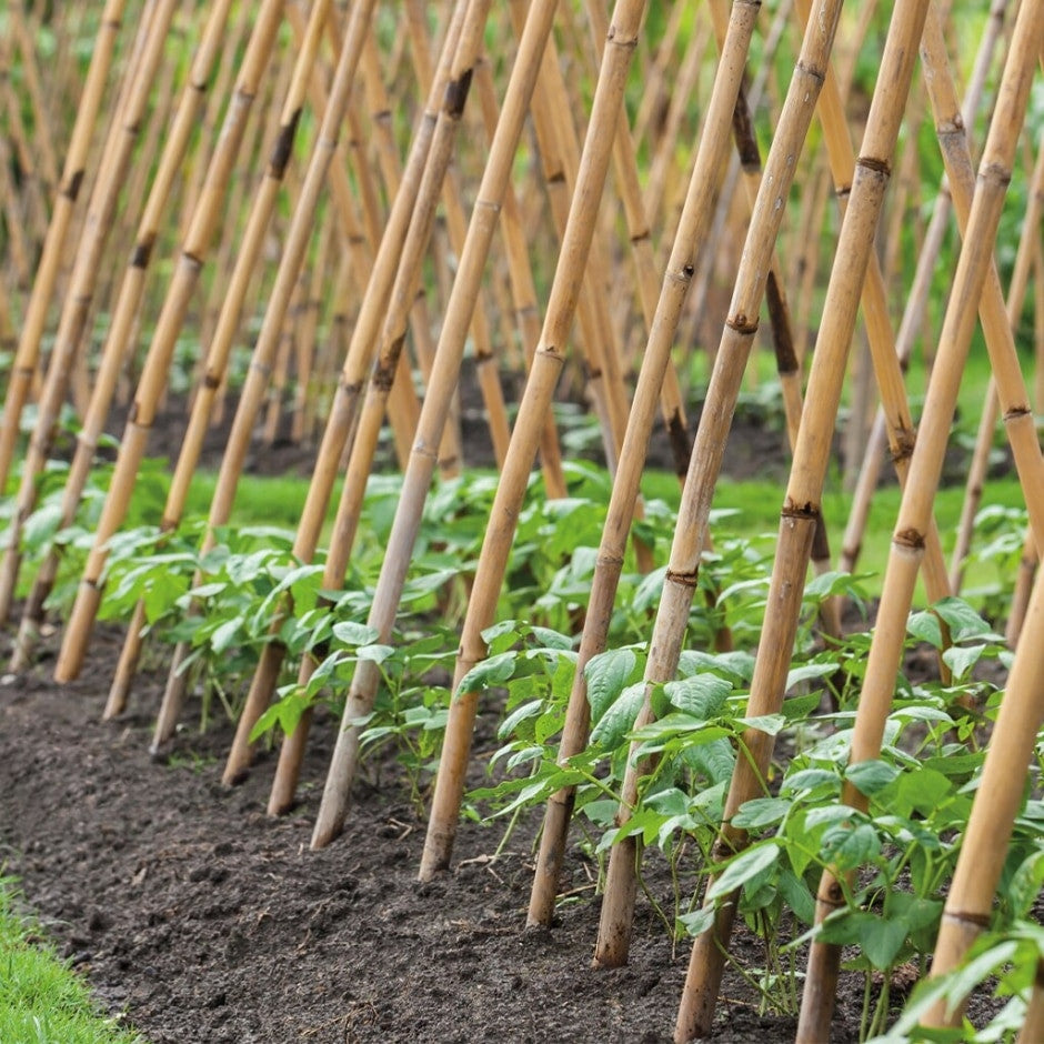 Bamboo Garden Canes - All Sizes