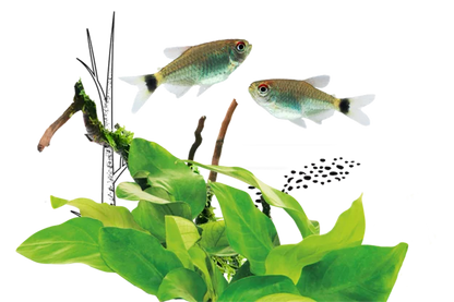 Juwel Rio 125 Aquarium