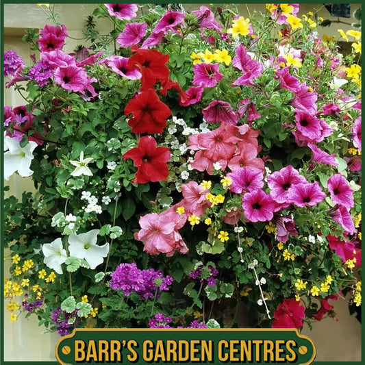 14" PLANTED HANGING BASKET