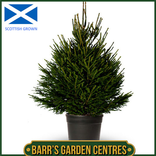 NORWAY SPRUCE - POT GROWN REAL CHRISTMAS TREE -  SIZE: 80cm -100CM (2.5ft-3ft)