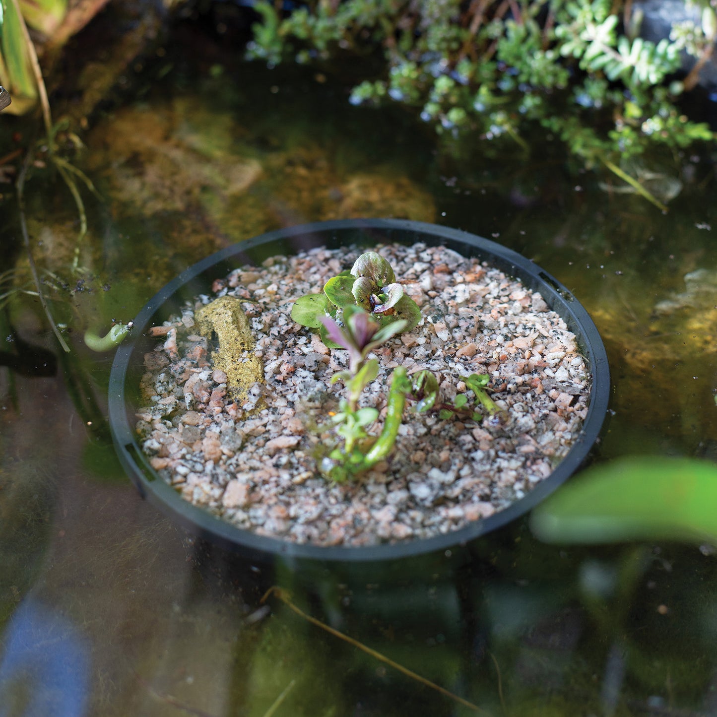 Horticultural Potting Grit